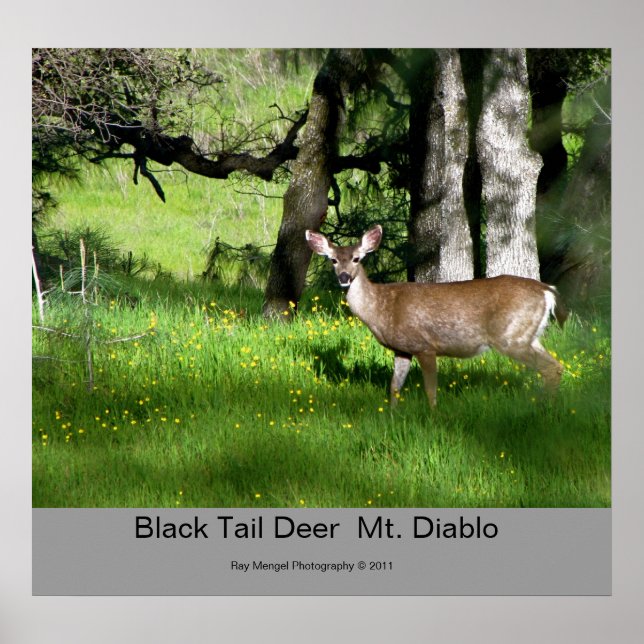 7 Black Tail Deer, Black Tail Deer Mt. Diablo,... Poster (Front)