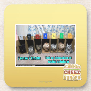 7 out ov 7 kittehs coaster