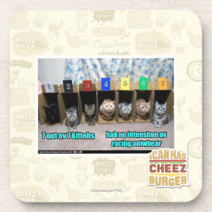 7 out ov 7 kittehs coaster