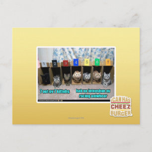7 out ov 7 kittehs postcard