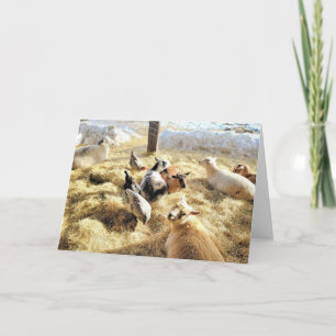 7"x5" Folded Card    Critters In Hay