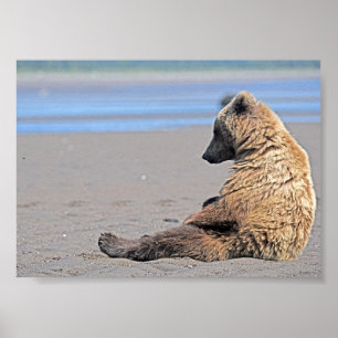 7x5  Poster Paper (Matte) of grizzly bear cub