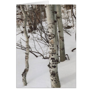 87. Tree Graffit & Pristine Snow, Colorado