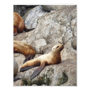8.5x11 Satin photo of sea lion Print