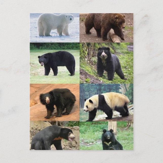 8 Bears of the World Postcard (Front)
