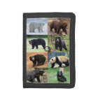8 bears of the world