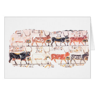 8 cows