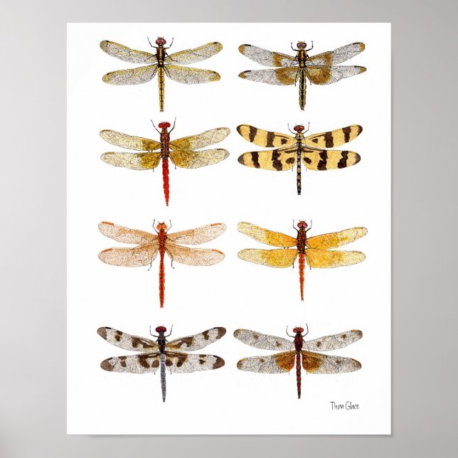 8 Dragonflies Poster (Front)