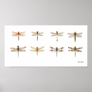 8 Dragonfly species Poster