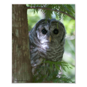 8X10 Baby Barred Owlet Photo Print