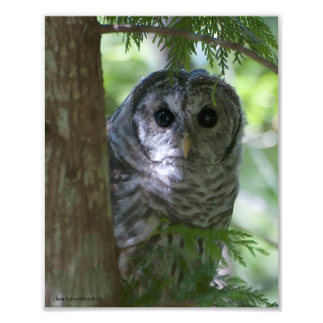 8X10 Baby Barred Owlet Photo Print (Front)