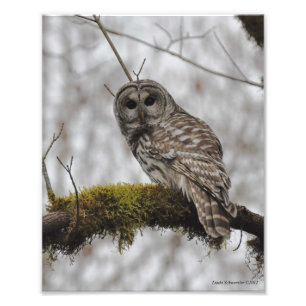 8X10 Barred Owl in Big Leaf Maple Tree Photo Print