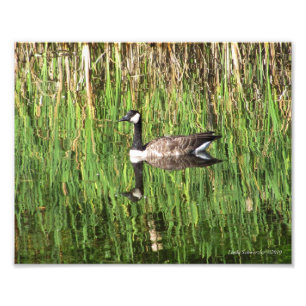 8X10 Canadian Goose Reflection Photo Print