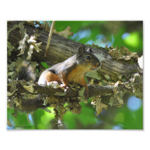 8X10 Douglas Squirrel sitting in a Maple tree Photo Print