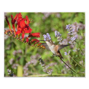 8X10 Hummingbird Lovers Delight Photo Print
