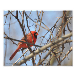 8X10 Majestic Cardinal Photo Print