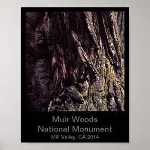 8x10 - Muir Woods National Monument Colour (Dark) Poster