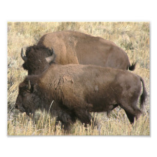 8x10 photo of buffalo print