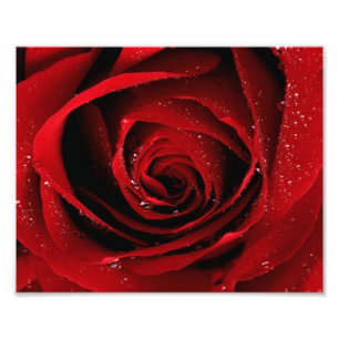 8x10 Photo print
