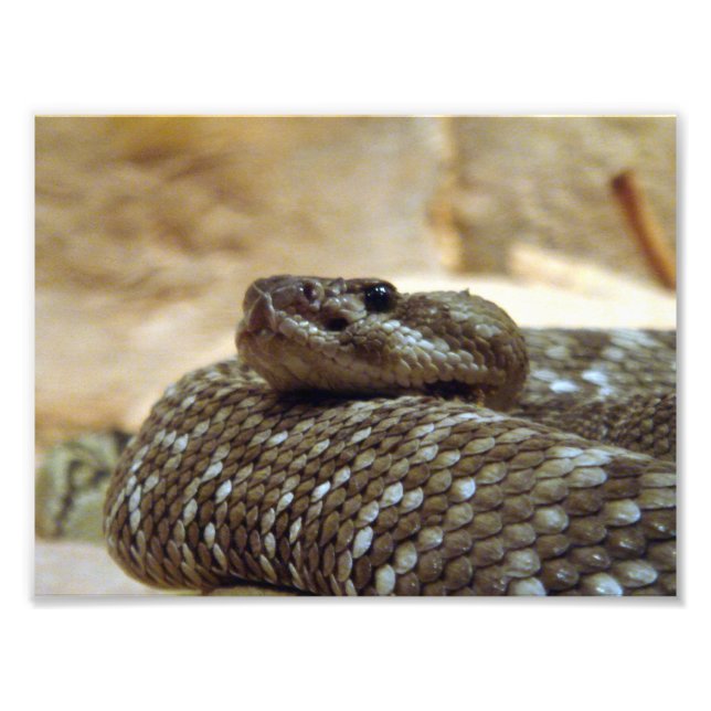 8x10 Rattlesnake Photo Print (Front)