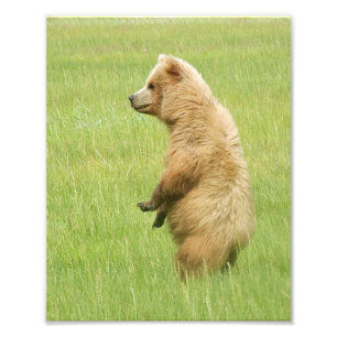 8x10 Satin photo of grizzly bear  cub Print