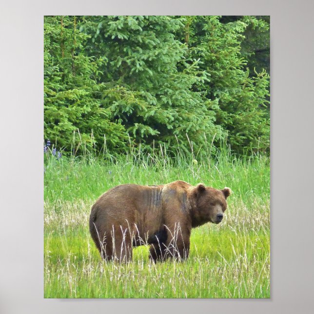 8x10 Value Poster Paper (Matte) w/ grizzly bear (Front)