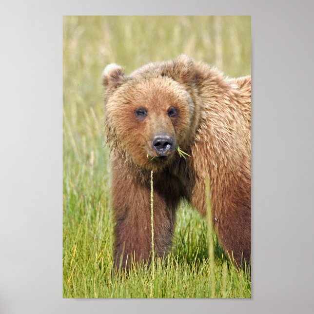 8x12 Poster Paper (Matte) of grizzly bear (Front)
