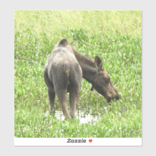 8x8  Vinyl Sticker of moose