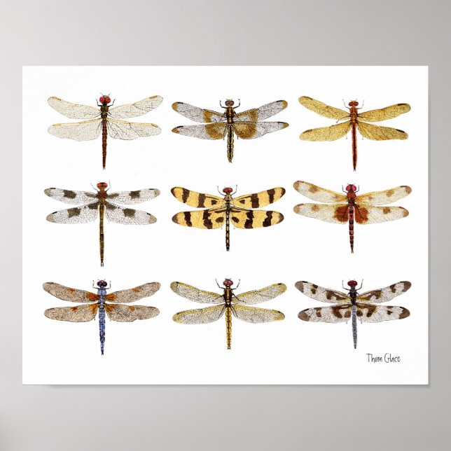 9 Dragonfly Species watercolors Poster (Front)