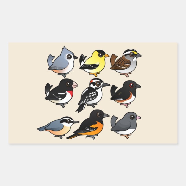 9 Northeast USA Backyard Birds Rectangular Sticker (Front)