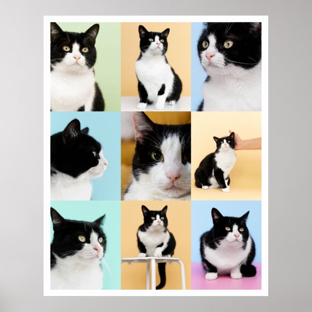 9 Photo Modern Collage Cat Dog Poster (Front)
