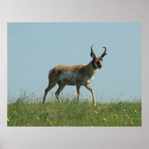 A10 Pronghorn Antelope and Wildflowers Poster