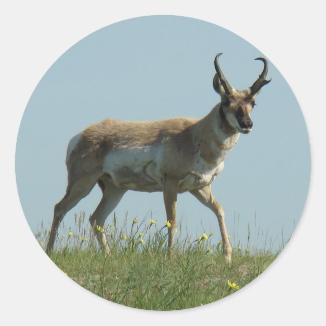 A10 Pronghorn Antelope Walking Threw Wildflowers Classic Round Sticker (Front)