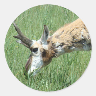 A11 Pronghorn Antelope Grazing Classic Round Sticker