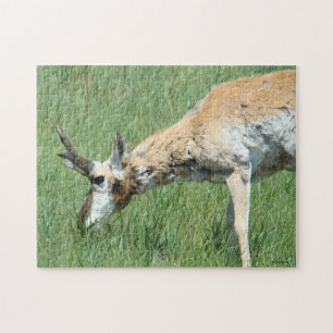 A11 Pronghorn Antelope Grazing Jigsaw Puzzle