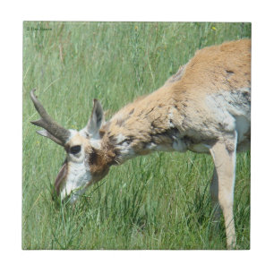 A11 Pronghorn Antelope Grazing Tile