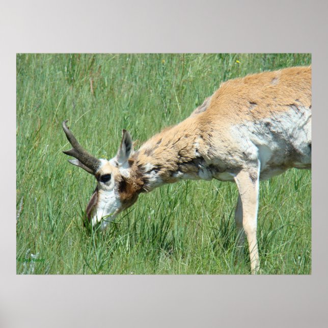 A11 Pronghorn Buck Grazing Poster (Front)