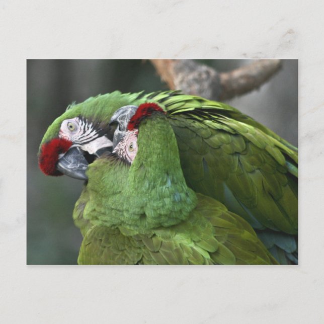 A12 Parrot Couple Postcard (Front)