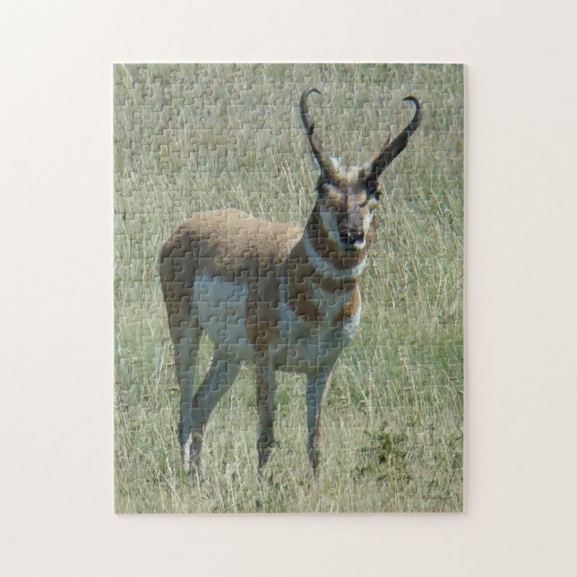 A13 Pronghorn Antelope Buck Jigsaw Puzzle (Vertical)