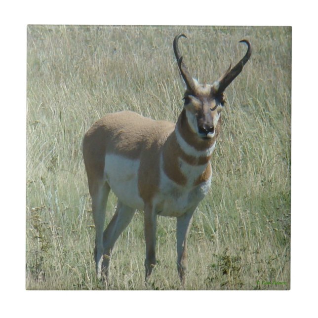A13 Pronghorn Antelope Buck Tile (Front)