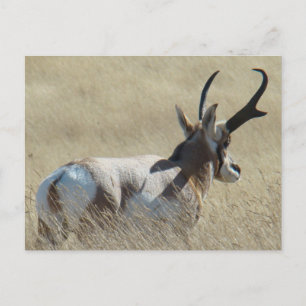 A14 Pronghorn Antelope Sunshine Buck Postcard