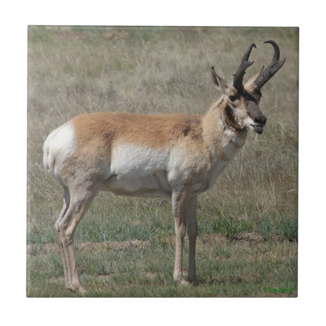 A15 Pronghorn Antelope Rude Buck Tile (Front)