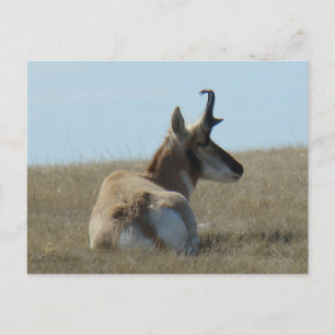 A16 Pronghorn Antelope Napping Postcard
