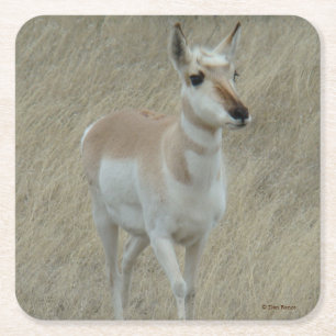 A17 Pronghorn Antelope Square Paper Coaster