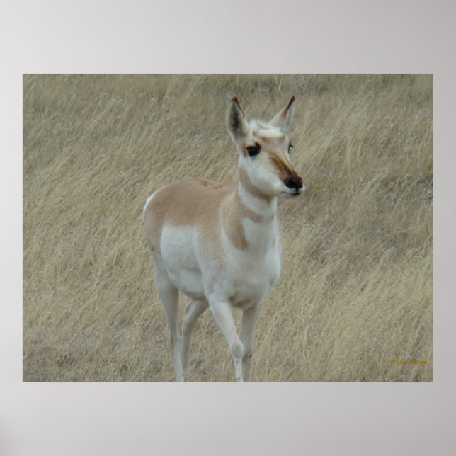 A17 Young Pronghorn Antelope Poster (Front)
