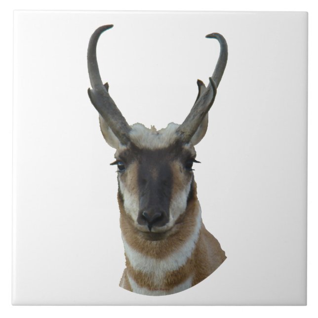 A19 Pronghorn Antelope Head Shot Tile (Front)