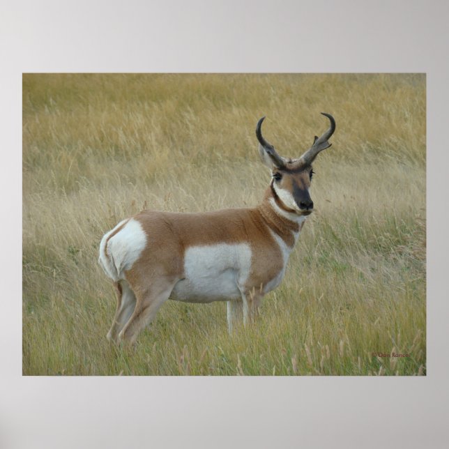 A1 Pronghorn Antelope Big Buck Poster (Front)