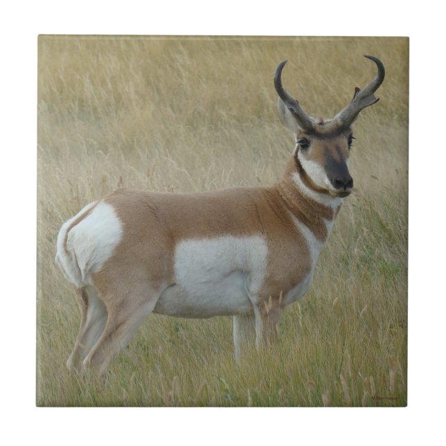 A1 Pronghorn Antelope Big Buck Tile (Front)