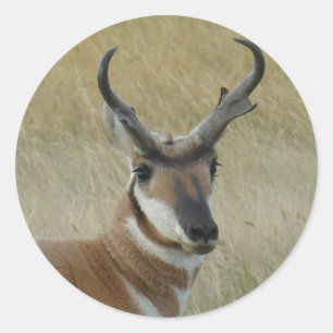 A21 Pronghorn Antelope Buck Head Shot Classic Round Sticker