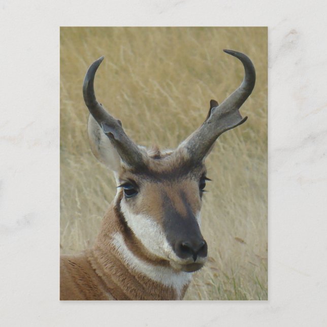 A21 Pronghorn Antelope Head Shot Postcard (Front)